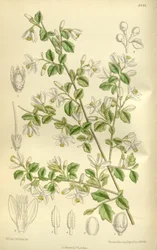 Styrax wilsonii、キク科